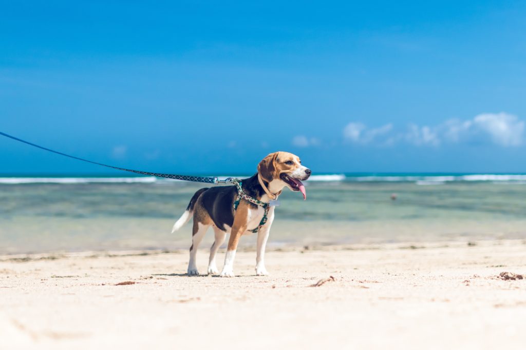 Dog on a lead against a beach backdrop