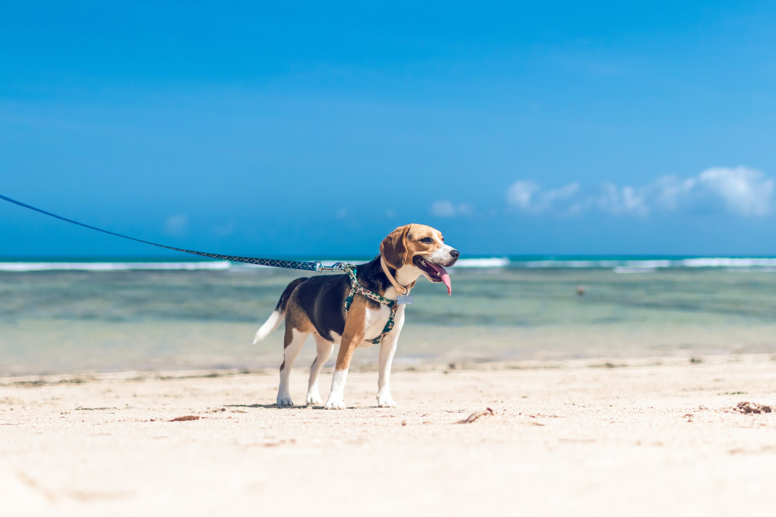 Dog on a lead against a beach backdrop