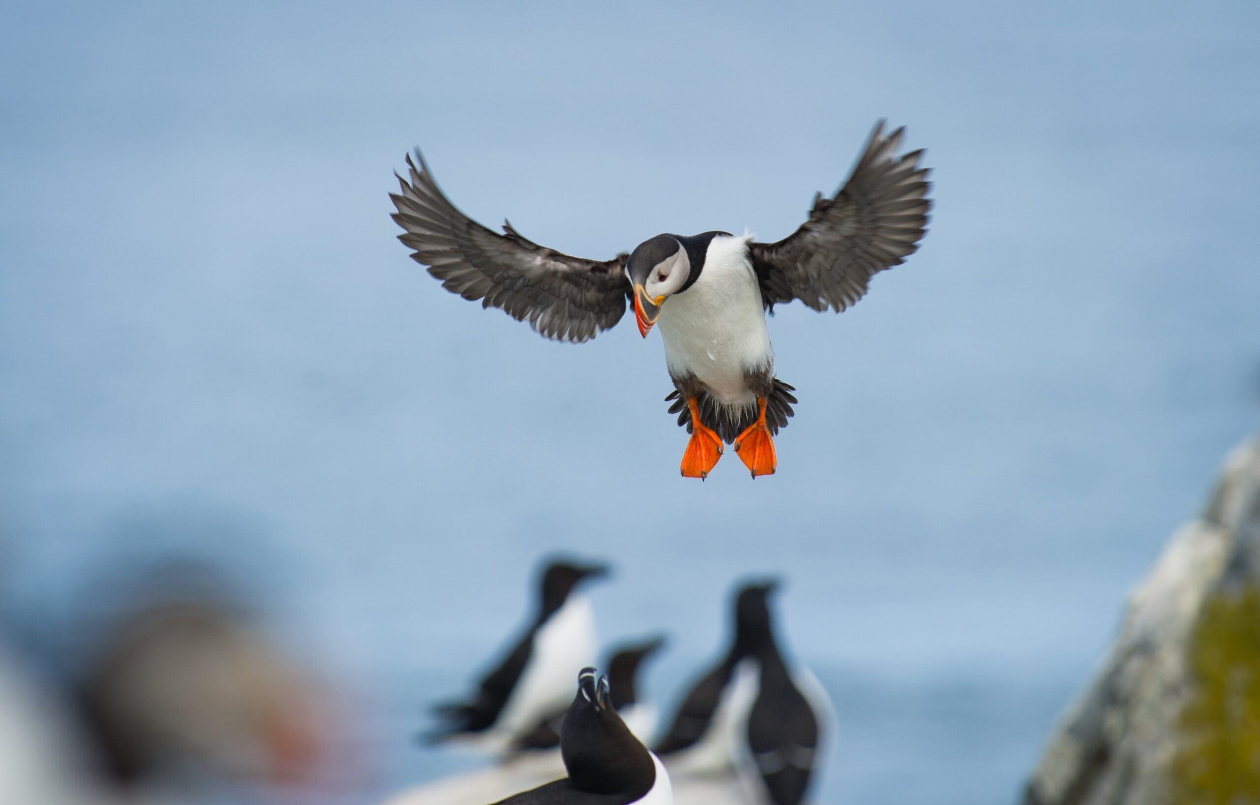 Seabirds, featuring a puffin coming in to land